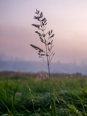 Drops of dew on the green grass. Sunset.