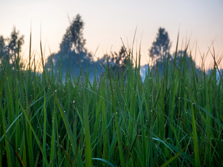 Drops of dew on the green grass. Sunset.