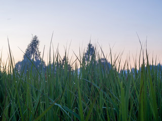 Drops of dew on the green grass. Sunset.