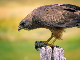 Hawks hunt 1