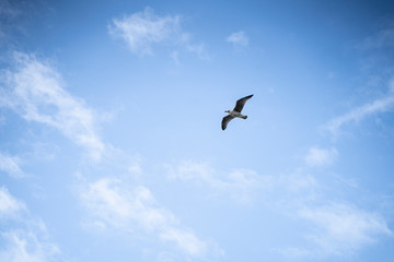 Möwe fliegt blauer Himmel Irland - seagull flying ireland