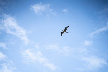 Fototapeta na wymiar Möwe fliegt blauer Himmel Irland - seagull flying ireland