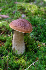 brown boletus in the green forest