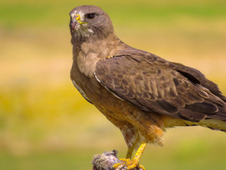 Hawks Hunt 8