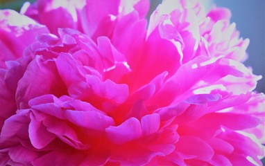 pink peony petals. flower. close-up.