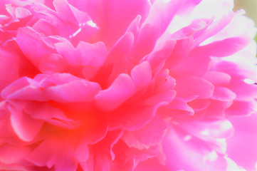 Obraz premium pink peony petals. flower. close-up.
