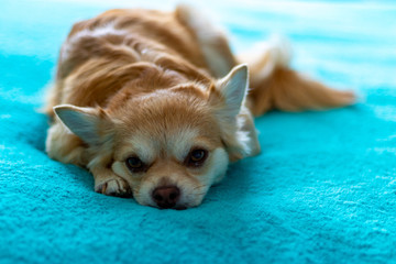 Pet Dog in bed