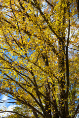 ハルニレの紅葉