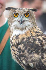 Close-up portrait of a big-eared owl at the fair.