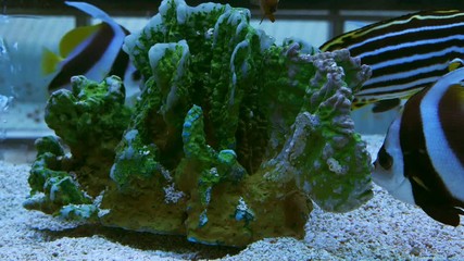 Video 4k of Oriental sweetlips (Plectorhinchus vittatus) in water