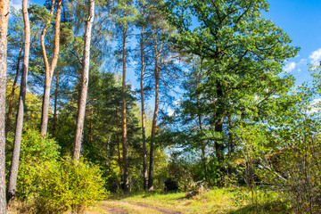 mixed autumn forest,illuminated by the bright sun.trees with luxuriant crowns on the background of...
