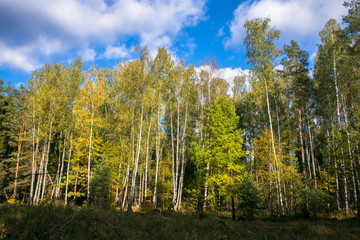 mixed autumn forest,illuminated by the bright sun.trees with luxuriant crowns on the background of blue sky.forests of Eastern Europe