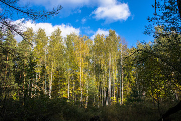 mixed autumn forest,illuminated by the bright sun.trees with luxuriant crowns on the background of blue sky.forests of Eastern Europe