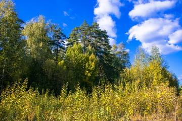 mixed autumn forest,illuminated by the bright sun.trees with luxuriant crowns on the background of...