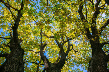 Fragment of the huge trunk and lush crown of a relic oak tree under the golden sunbeams.Eastern Europe.