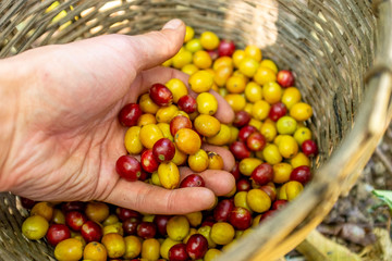 Farmer Grabbing Yellow and Red Organic Coffee Fruit Harvest in Coroico, Bolivia