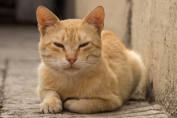 Nice ginger cat lying on the street, pet relax outdoor.
