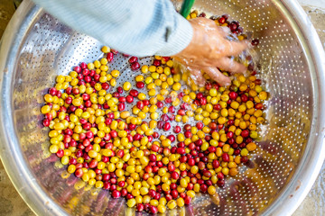 Farmer Washing his Yellow and Red Organic Coffee Fruit Harvest in Large Strainer in Coroico, Bolivia