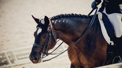 Equestrian sport. Portrait sports stallion iin the double bridle.