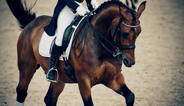 Equestrian Sport. Dressage Of Horses In The Arena.