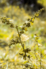agriculture