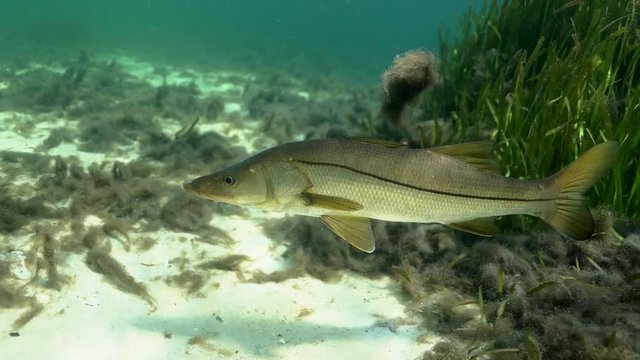 A wild Snook (Centropomus undecimalis) moves past an eel grass bed searching for prey. Snook are highly prized game fish in Florida, and make excellent table fare.