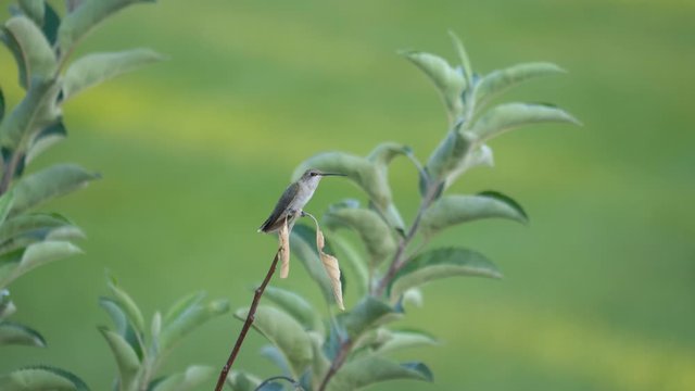 A female black-chinned humming bird is pearched on a branch then is chassed off by a rival hummingbird