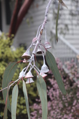 early spring