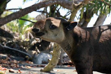 A rare, endangered Baird's Tapir (Tapirus bairdii) on a beach in the Corcovado National Park, on the Osa Peninsula in Puntarenas Province, Costa Rica.