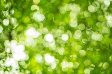 Fototapeta premium Green color bokeh background