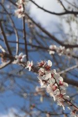 flowers spring blossom