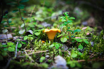 The yellow chanterelle mushroom in green moss
