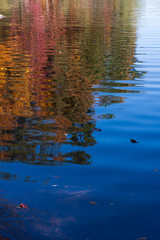 Rippling lakeside autumn reflections