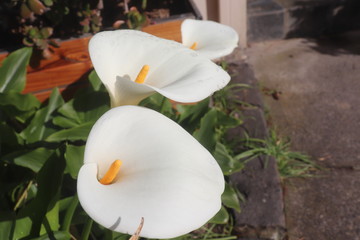 flowers in spring