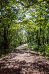 Fototapeta premium 숲길