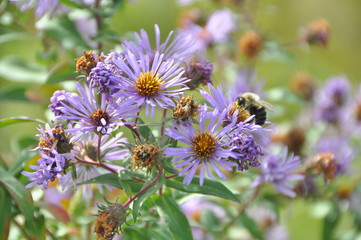 New England Aster Bee