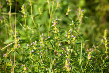 Taubnessel mit lila Bl&uuml;te  (Lamium)