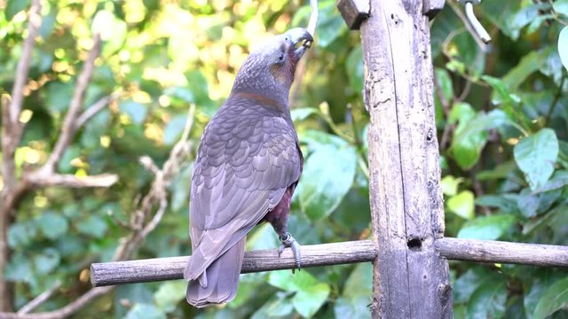 Kaka (Nestor kaka) eating on the branch in Wellington, New Zealand