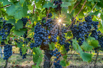 Pinot noir wine grapes in a vineyard near Wiesloch,Germany. The sun shines through the leaves creating star with many spikes - obrazy, fototapety, plakaty
