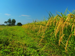 実りの稲と畦道と青空