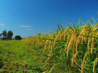 実りの稲と畦道と青空