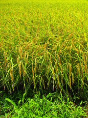 夏の豊作の田圃