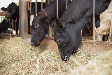 Cows are  eating grass on the farm