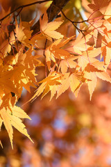 イロハモミジの紅葉