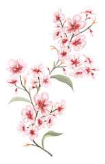 Fototapeta na wymiar cherry tree on white background