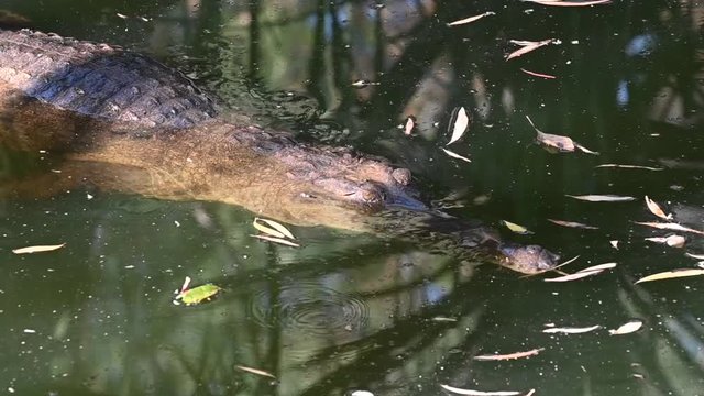 Freshwater adult male crocodile reptile swimming in Timber Creek in the Northern Territory of Australia