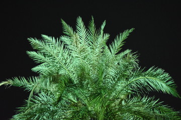 Palm tree isolated on black background