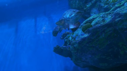 Video 4k of giant grouper (epinephelus lanceolatua) in water