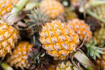 Fresh pineapple fruits. Tropical fruits concept. Healthy and vitamin food