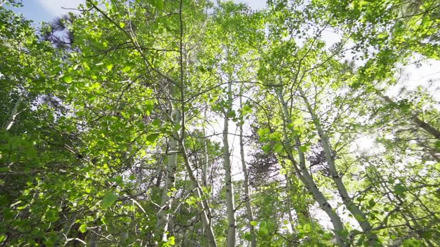 Slow Motion Ultra Wide of Sun Flashing Through Aspen Trees